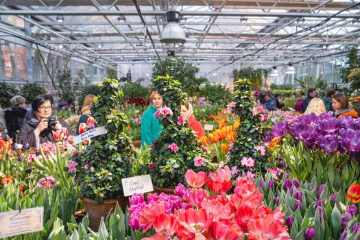 MOSCOW, RUSSIA - March 13, 2017. People admire of different kinds of flowering plants and shrubs. Spring flowers exhibition.