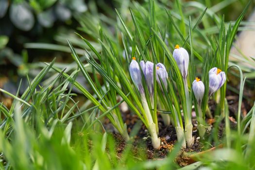 Purple crocus flowers makes the way through fallen leaves. Natural spring background.