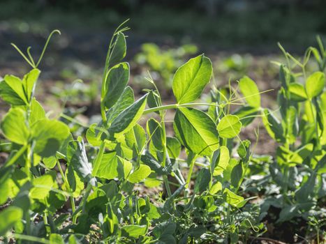 Green pea seedling in open ground. Green fresh leaves of edible plant. Gardening at spring and summer. Growing organic food.