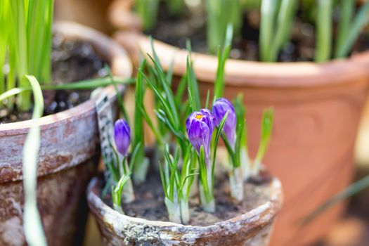 Crocus flowers makes the way through ground in flower pot. Growing flowers in spring as anti stress hobby. Natural spring background.