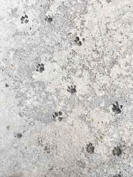 Cat's steps in grey concrete. Relief animal footmarks in beton pavement.