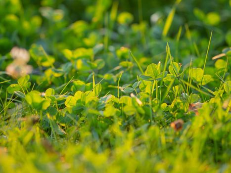 Green leaves on blurred grass background. Flowers in bloom at sunset. Summer natural background.