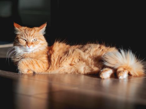 Ginger cat with independent expression on face is lying on wooden floor. Fluffy pet on hard sunlight. Light and shadow in cozy home.
