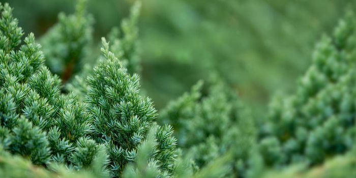 Green branches of juniper. Horizontal banner with coniferous tree and copy space. Natural background.