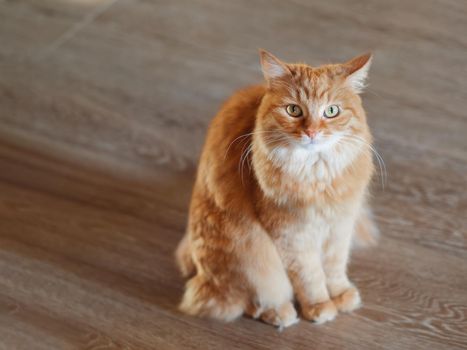 Cute ginger cat on wooden floor. Fluffy pet is gazing curiously. Fuzzy domestic animal.