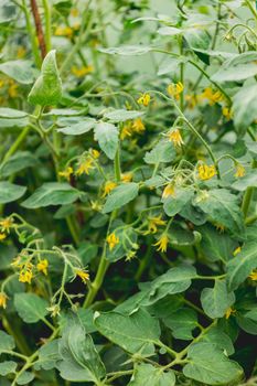 Yellow flowers of tomatoes on shrub. Gardening outdoors. Agriculture on personal ground. Growing organic vegetables in greenhouses and open air.