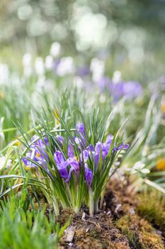 Purple crocus flowers makes the way through fallen leaves. Natural spring background.