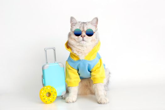 A stylish white cat in a blue sweatshirt and sunglasses sits with a suitcase and a yellow rubber donut on a white background. copy space