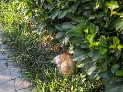 Stray tabby cat sleeps tight in sunlight under bush. Ginger cat has a nap in summer warm evening. Fluffy animal curled up into a ball.