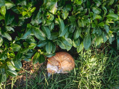 Stray tabby cat sleeps tight in sunlight under bush. Ginger cat has a nap in summer warm evening. Fluffy animal curled up into a ball.