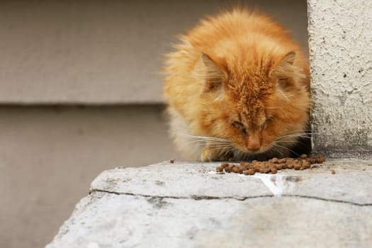 Wild sick stray red cat on the street is eating animal food. Help homeless animals. The problem of abandoned and homeless cats in the city, urban animal care and help