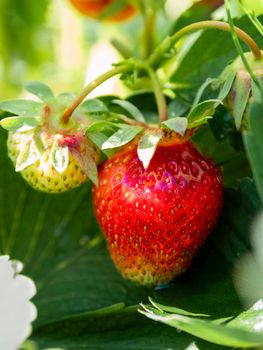 Red and green strawberries under leaves. Sunny day in garden with growing berries. Agriculture.