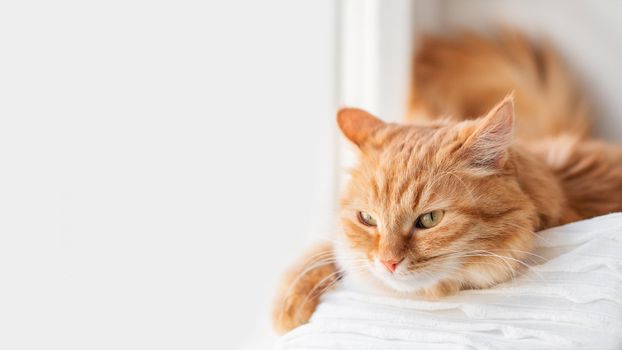 Curious ginger cat relaxes on window sill. Fluffy pet has a nap in comfort. Horizontal banner with copy space.