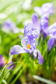 Purple crocus flowers makes the way through fallen leaves. Natural spring background.