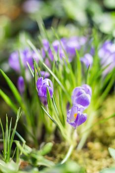 Purple crocus flowers makes the way through fallen leaves. Natural spring background.