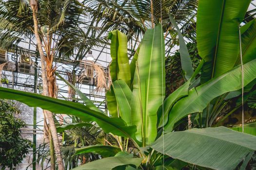 Bananas and palm trees grow in a greenhouse with tropical plants. Gardening all year round.