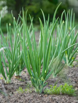 Onion in open ground. Green fresh leaves of edible plant. Gardening at spring and summer. Growing organic food.