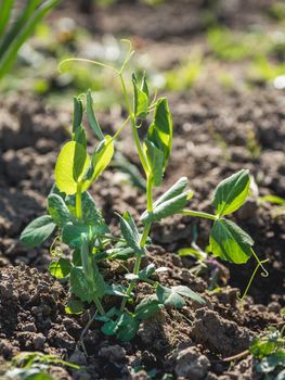 Green pea seedling in open ground. Green fresh leaves of edible plant. Gardening at spring and summer. Growing organic food.