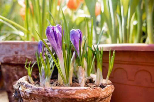 Crocus flowers makes the way through ground in flower pot. Growing flowers in spring as anti stress hobby. Natural spring background.