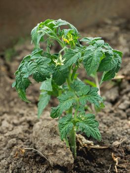 Potato in open ground. Green fresh leaves of edible plant. Gardening at spring and summer. Growing organic food.