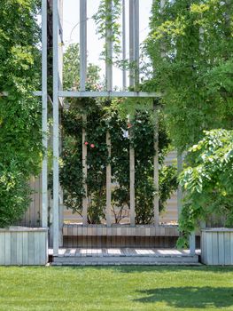 Trellis roses upon wooden benches in public park. Beautiful flowers near place for rest and lawn with green grass.