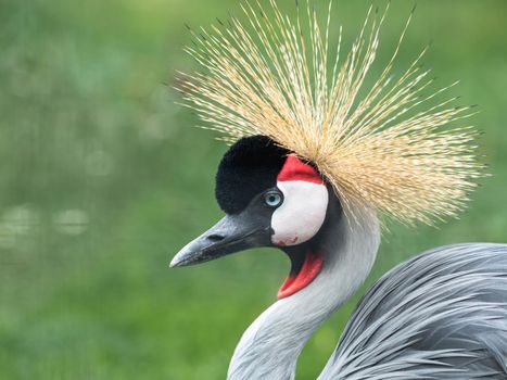 Close up portrait of grey crowned crane or Balearica pavonina on green grass blurred background.