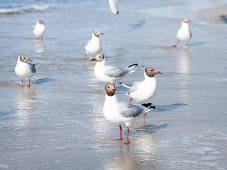 Black-headed gulls stand in sea surf. Water birds Chroicocephalus ridibundus on seaside at sunny day.