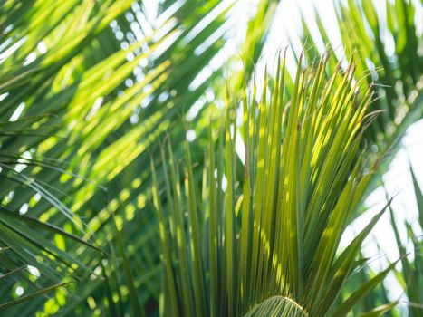 Sun shines on palm tree leaves. Tropical tree with fresh green foliage.