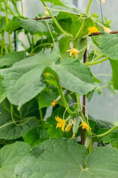 Green cucumbers on shrub. Gardening. Agriculture. Growing organic vegetables in greenhouses and open air.