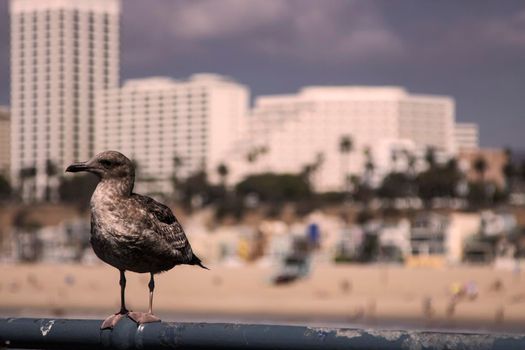 Portrait of a bird in the coast in front of the skyline of Santa Monica in Los Angeles
