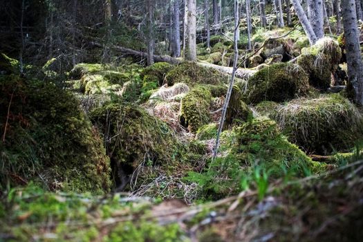 Wild forest view from below with rocks and trees