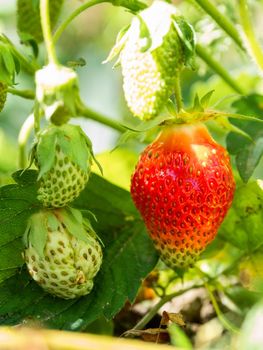 Red and green strawberries under leaves. Sunny day in garden with growing berries. Agriculture.