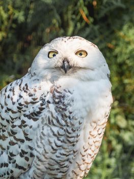 Portrait of snowy owl. Night bird with monochrome feathers in daylight. Nyctea Scandiaca.