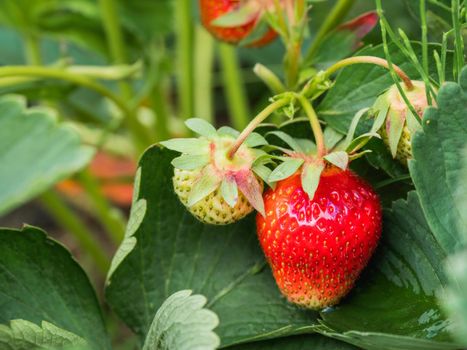 Red and green strawberries under leaves. Sunny day in garden with growing berries. Agriculture.