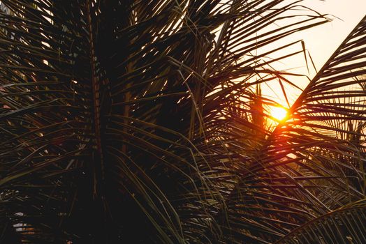 Sun shines on palm tree leaves. Tropical tree with fresh green foliage. Sunset peaceful background.
