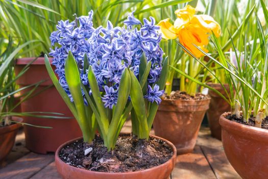 Hyacinth flowers makes the way through ground in flower pot. Growing flowers in spring as anti stress hobby. Natural spring background.