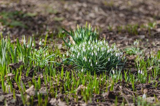 Snowdrops makes its way through snow and fallen leaves. First spring flowers in bloom - Galanthus on sunlight.