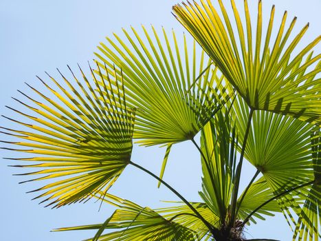 Sun shines on palm tree leaves. Tropical tree with fresh green foliage. Clear blue sky background.