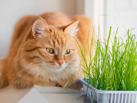 Curious ginger cat sniffs grass planted for it. Fluffy pet stares curiously on green seedlings. Reuse of plastic boxes for food. Zero waste.