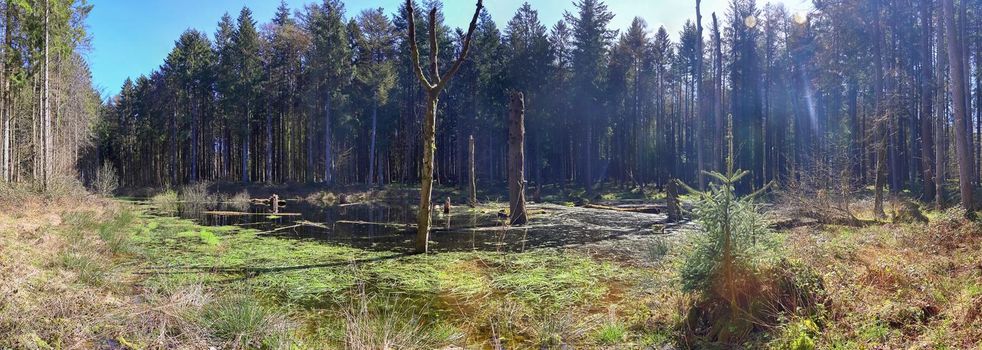 A clearing in a coniferous forest with a body of water in the swamp