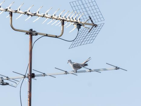 Pigeon perched on metal TV antenna. Bird on radio aerial on clear blue sky background.