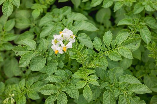 Potato in open ground. Green fresh leaves of edible plant. Gardening at spring and summer. Growing organic food.