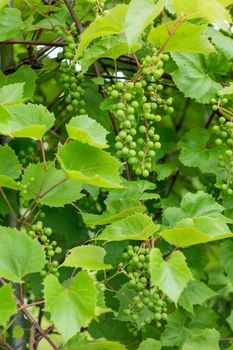 Vine of grapes in open ground. Green fresh leaves and green berries of edible plant. Gardening at spring and summer. Growing organic food.