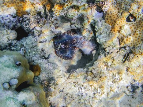 Sea urchins on seabed. Prickly animals in its usual habitats among corals in Red sea. Egypt.