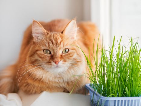 Curious ginger cat sniffs grass planted for it. Fluffy pet stares curiously on green seedlings. Reuse of plastic boxes for food. Zero waste.