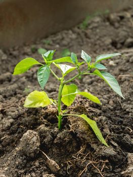 Pepper in open ground. Green fresh leaves of edible plant. Gardening at spring and summer. Growing organic food.
