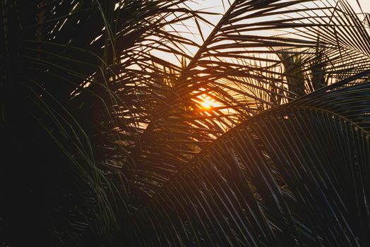 Sun shines on palm tree leaves. Tropical tree with fresh green foliage. Sunset peaceful background.