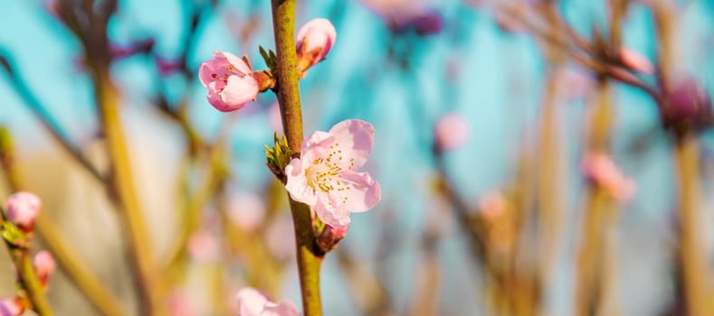 Blooming tree in the garden. Selective focus nature.