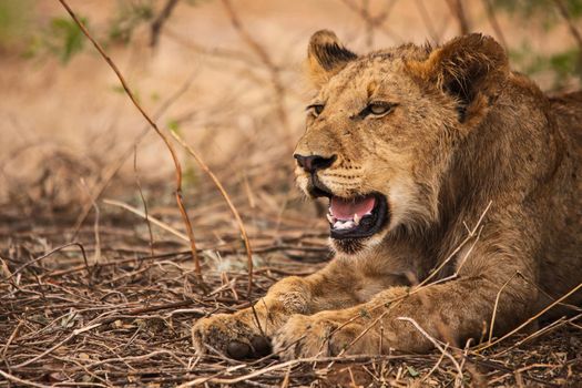 A sub-adult lion (Panthera leo) resting in the shade of a small tree on a very hot day in Kruger National Park. South Africa