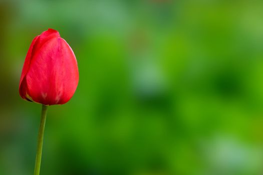 Red blooming tulip on a green background.